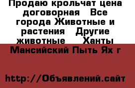 Продаю крольчат цена договорная - Все города Животные и растения » Другие животные   . Ханты-Мансийский,Пыть-Ях г.